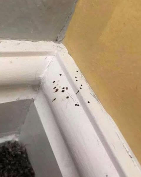 Vad är dessa konstiga svarta prickar i ditt kök