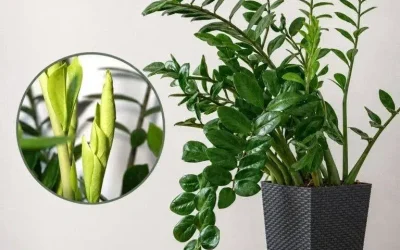 Bara 3 matskedar räcker så kommer din Zamioculcas att få massor av nya blad!