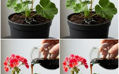 Gör detta och din pelargon kommer att blomma nästan kontinuerligt i mer än ett år.