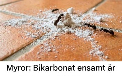 Myror: Bikarbonat ensamt är värdelöst; det är bara den här specifika blandningen som verkligen fungerar.