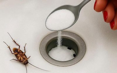 3 utmärkta naturmedel för att hålla kackerlackor borta från ditt hem