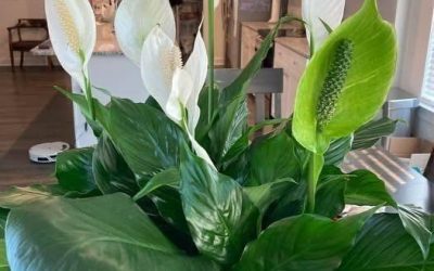Hur du får din fredslilja att blomma mer – Experttips för frodiga blommor