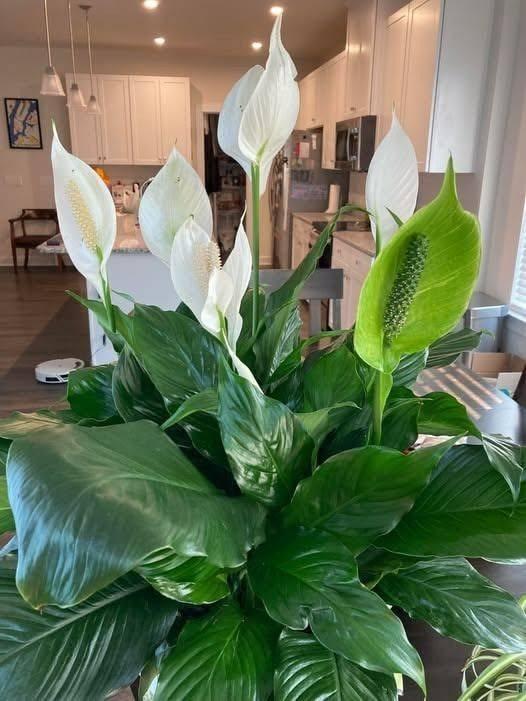 Hur du får din fredslilja att blomma mer – Experttips för frodiga blommor